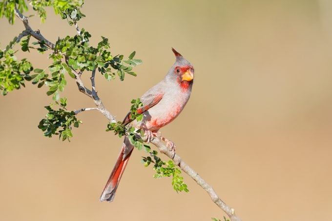 Pyrrhuloxia (Cardinalis sinuatus) male perched, South Texas, USA