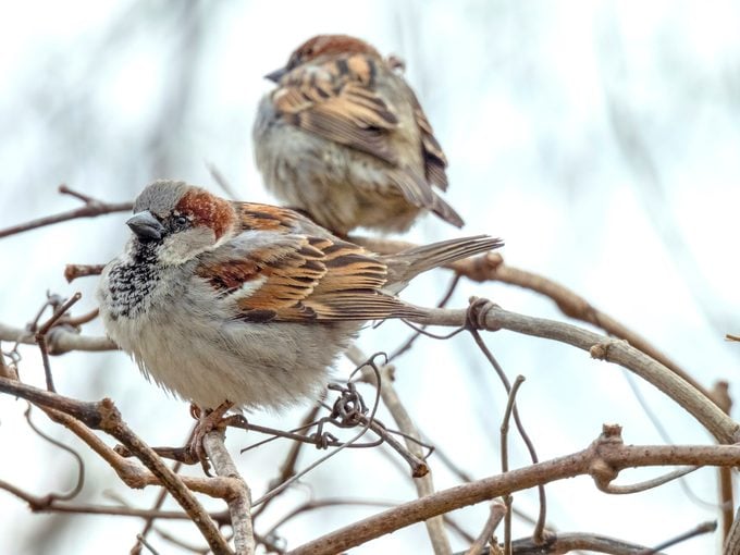 House Sparrow In Winter