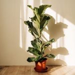 How to Care for a Fiddle Leaf Fig