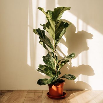 fiddle leaf fig Ficus Lirata In Scandy Interior And Copy Space Texture Ficus Leaves Closeup
