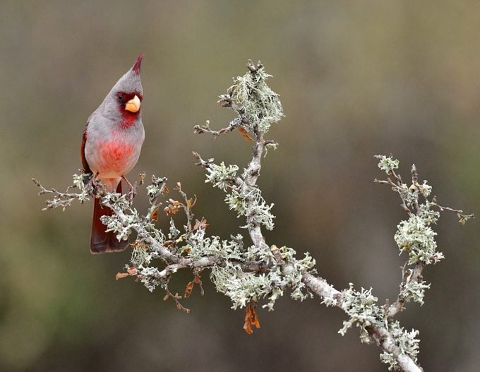 Male Pyrrhuloxia perched on a branch in South Texas USA