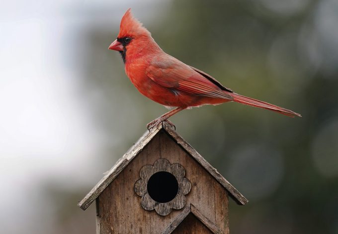 Northern Cardinal on a bird house