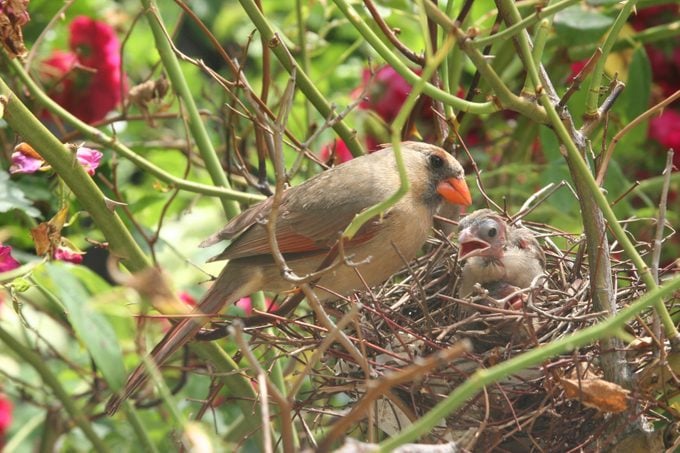 Newborn Baby cardinal in a Nest.
