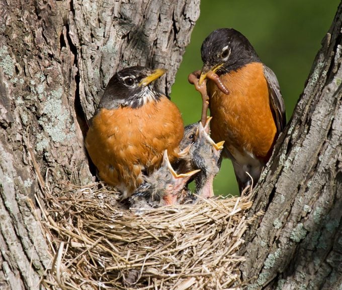 Robins feed their young