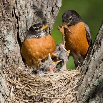 Robins feed their young