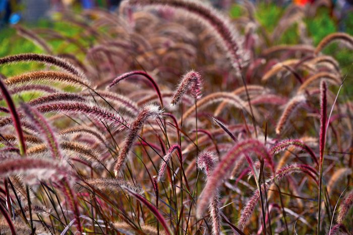 Purple Fountain Grass   Pennisetum Setaceum 'rubrum'
