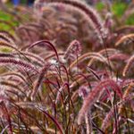Grow Pretty Purple Fountain Grass for Birds
