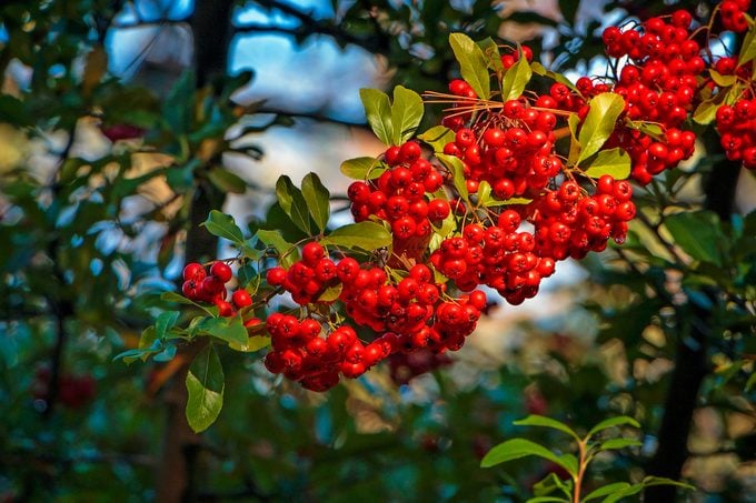 Holly Berries (possum Haw Holly, Possumhaw, Deciduous Holly)