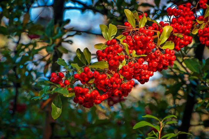 Holly Berries (possum Haw Holly, Possumhaw, Deciduous Holly)