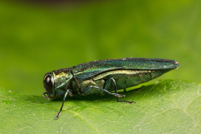Left Side View of an Emerald Ash Borer