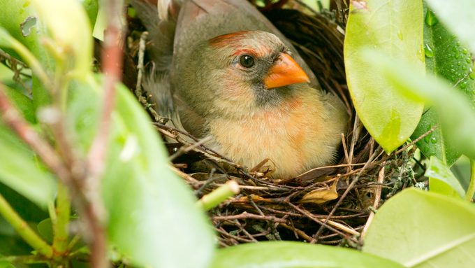 Female cardinal in the nest