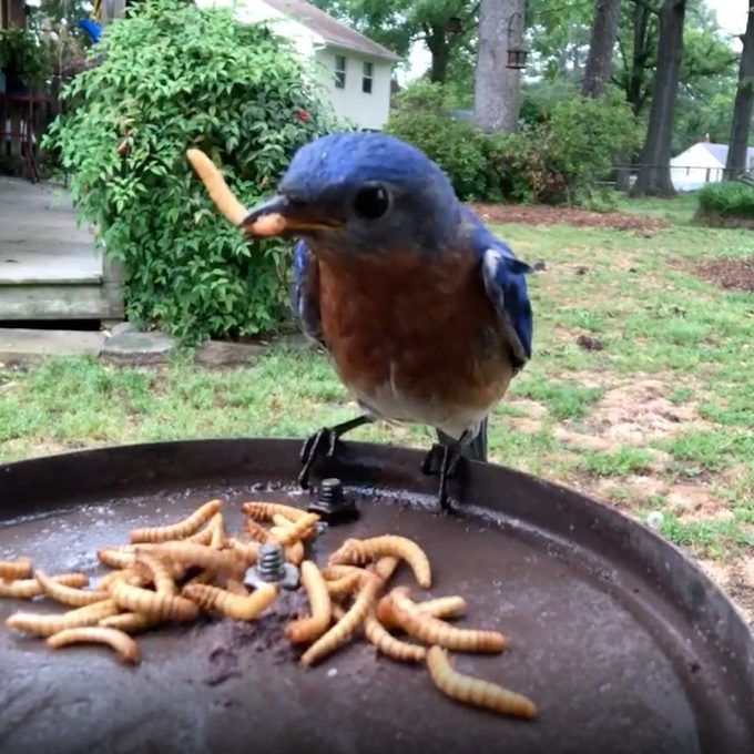 bird feeding video contest winner