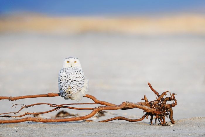 how to birds stay warm in winter, snowy owl