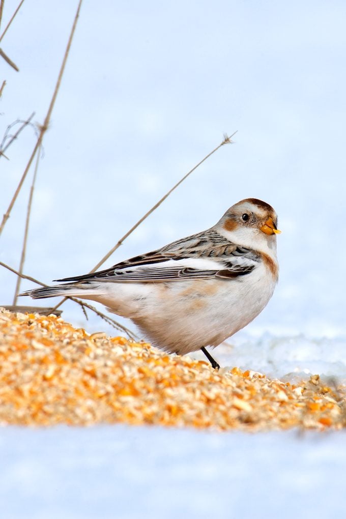 Snow bunting eating cracked corn