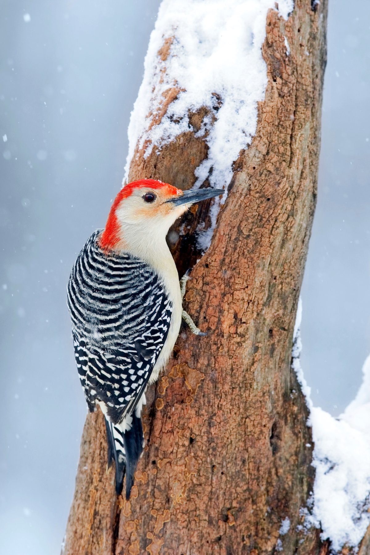 Tyranny Fahrenheit pige Red-Headed vs Red-Bellied Woodpecker - Birds and Blooms