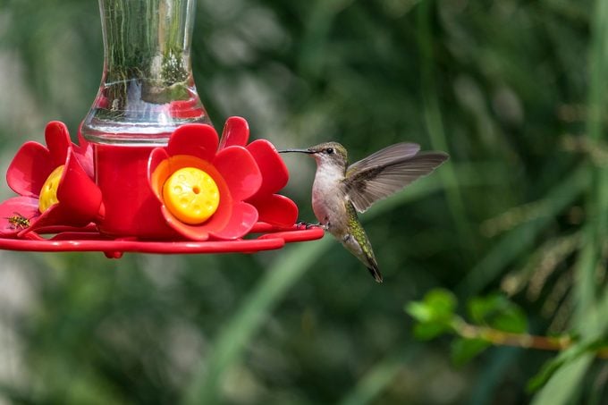Female Red Throat Hummingbird At A Feeder