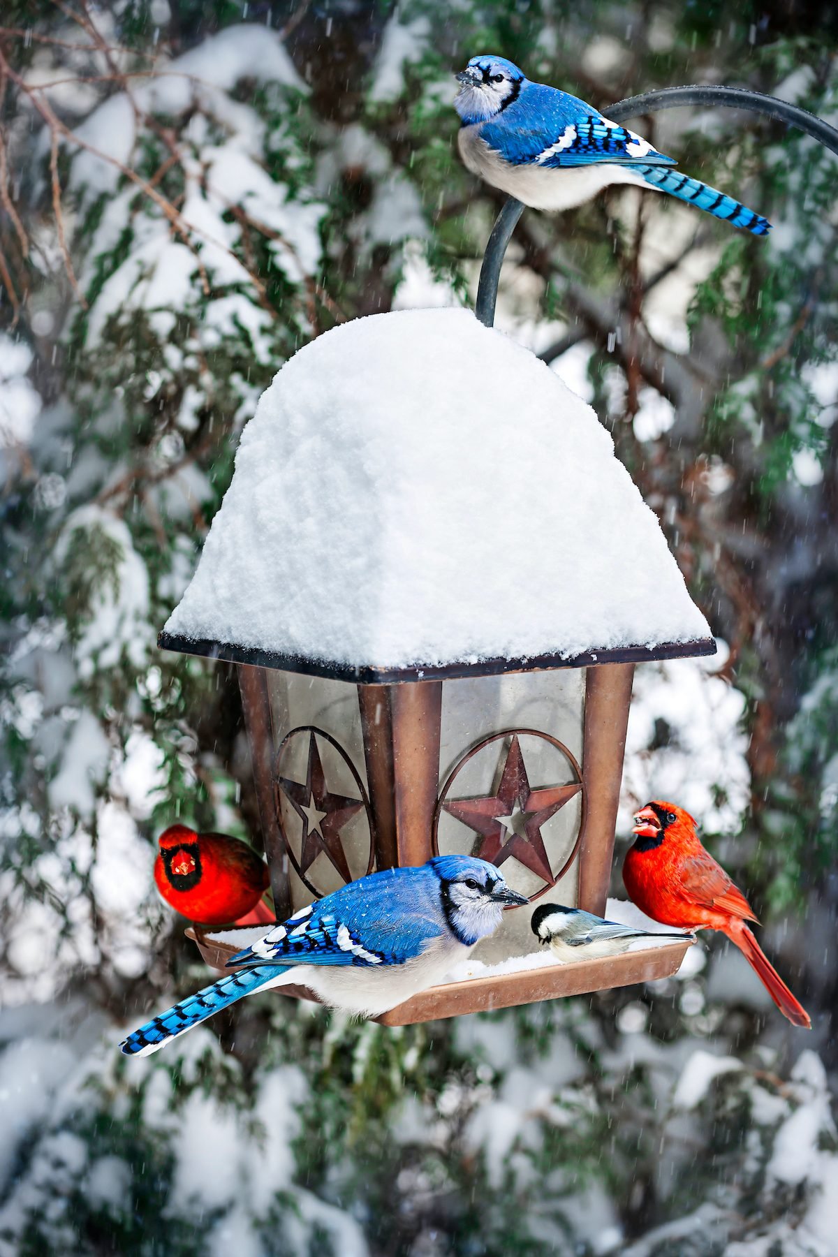 Is There a Blue Colored Cardinal Bird? - Birds and Blooms