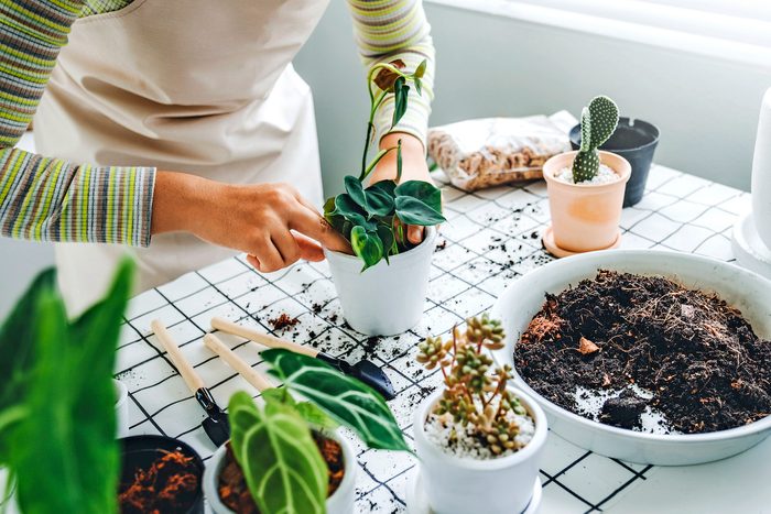 how to repot an indoor plant