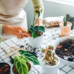 How to Repot Orchids and Other Indoor Plants