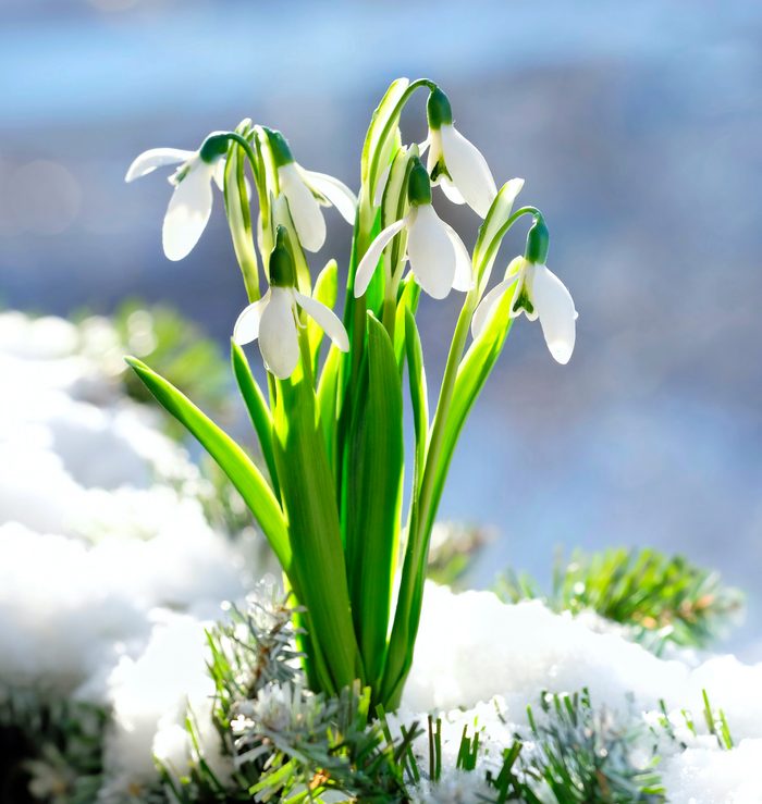 Gentle,white,snowdrop,flowers,growth,in,snow.,beautiful,spring,natural