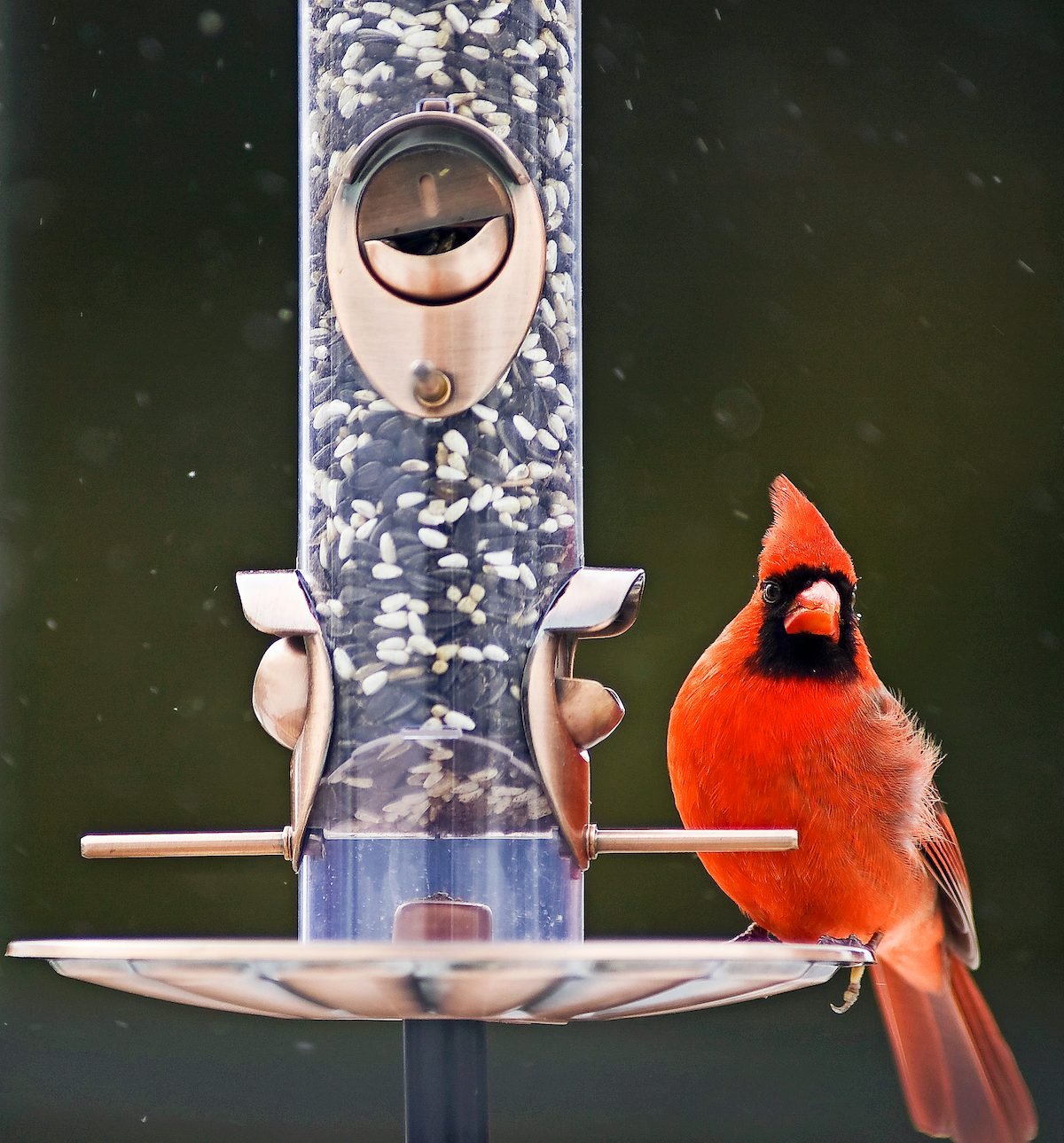 3 Types of Seeds and Feeders Birds Love Best - Birds and Blooms