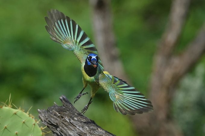 Green Jay (cyanocorax Yncas) In Flight Near Rio Grande City, Sou