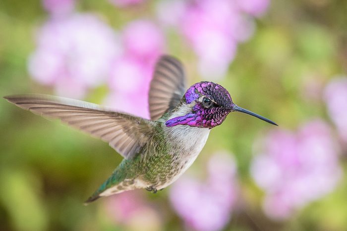 costa's hummingbird