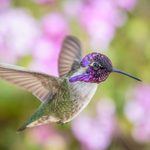 How to Identify a Costa’s Hummingbird