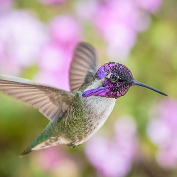 costas hummingbird