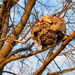 What to Do if You See a Bald-Faced Hornet Nest