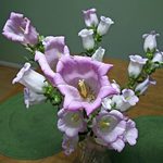 How to Grow Canterbury Bells Flowers