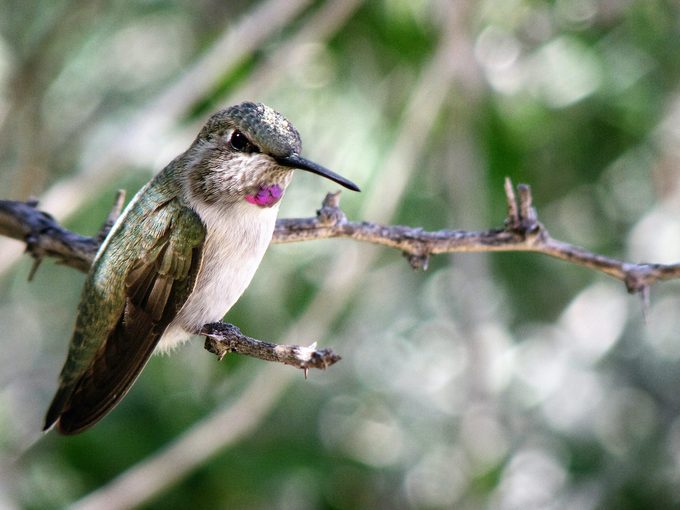 baby costas hummingbird