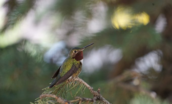 248121561 1 Kristin Mobley Bnbhc20, hummingbirds in colorado