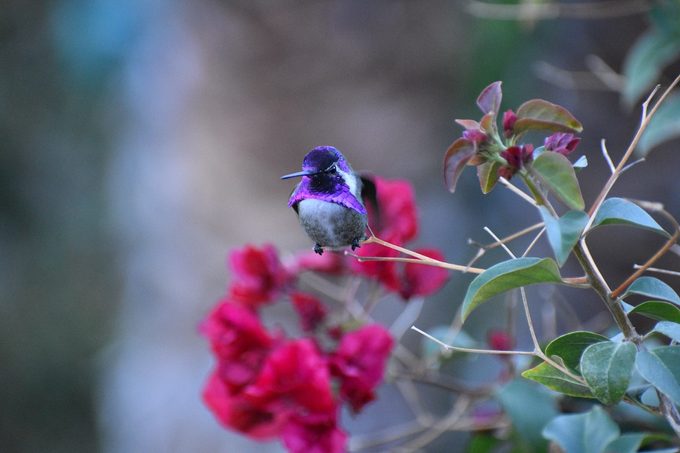 costas hummingbird