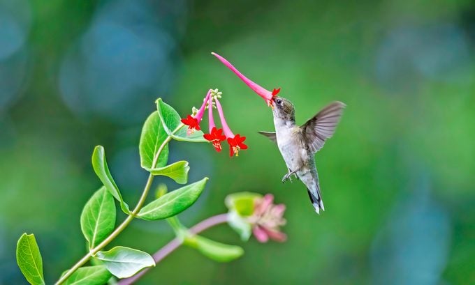trumpet honeysuckle and hummingbird