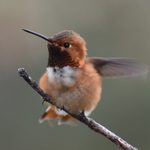 7 Types of Hummingbirds to Look for in Oregon