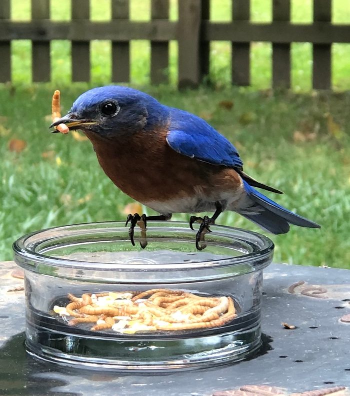 what birds eat mealworms