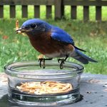 Your Guide to Feeding Mealworms to Birds