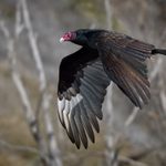 8 Fascinating Vulture Bird Facts