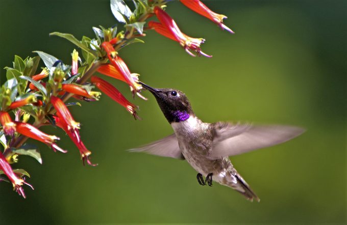 278147837 1 Joanne Crawford Bnb Bypc 2021, hummingbirds in colorado