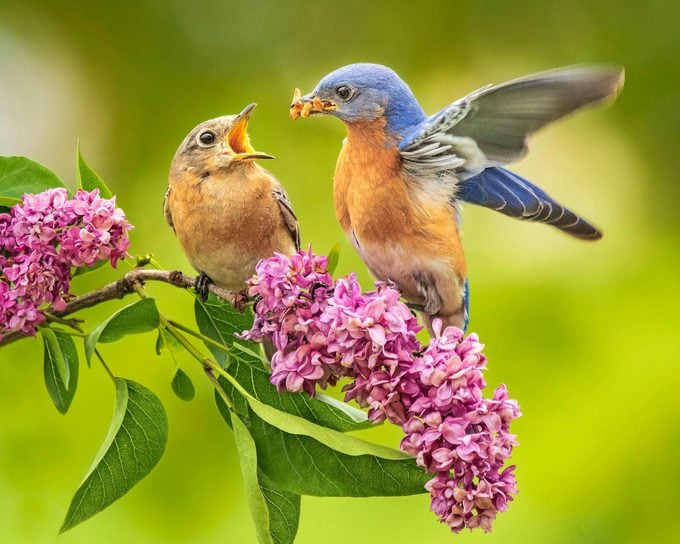 Eastern Bluebird Pair Perched On A Purple Lilac Branch Engaging In A Springtime Courtship Ritual Of The Male Bird Feeding His Mate A Tasty Worm.