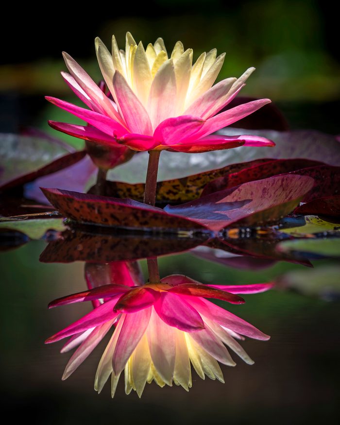 Water Lily, backyard photo contest winner 2022