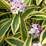 Grow Winter Daphne Shrubs for Early, Fragrant Blooms