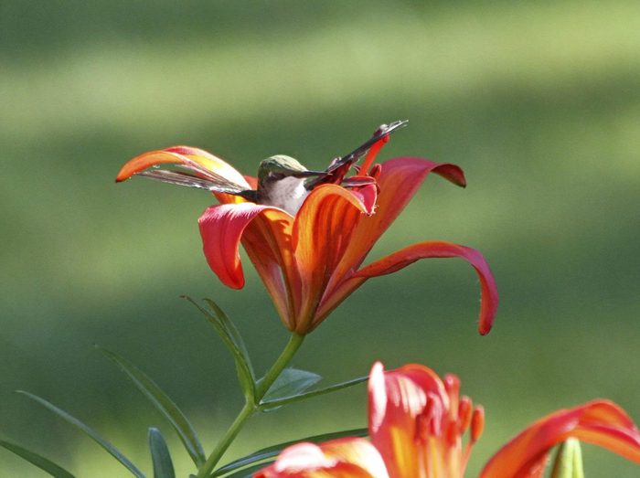 Bnbbyc17 Vickie Tuskan, funny hummingbird