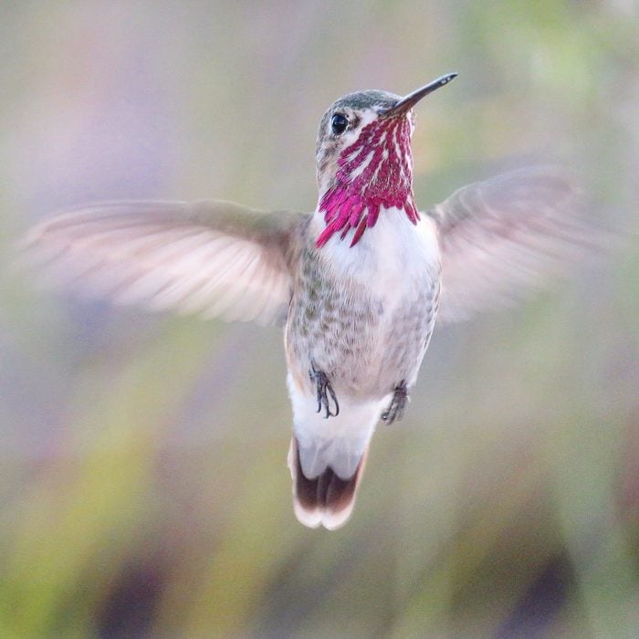 california hummingbirds