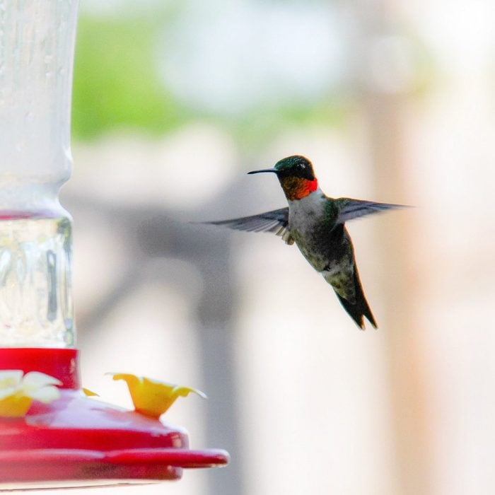 hummingbirds in florida