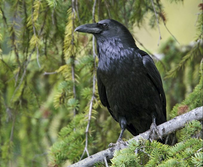 Common Raven (corvus Corax)