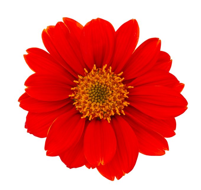 Mexican Sunflower Isolated On White Background, flowers for a cutting garden