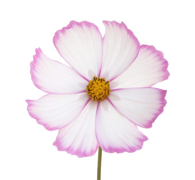 White Cosmos Flower With Pink Edged Petals And Stem.