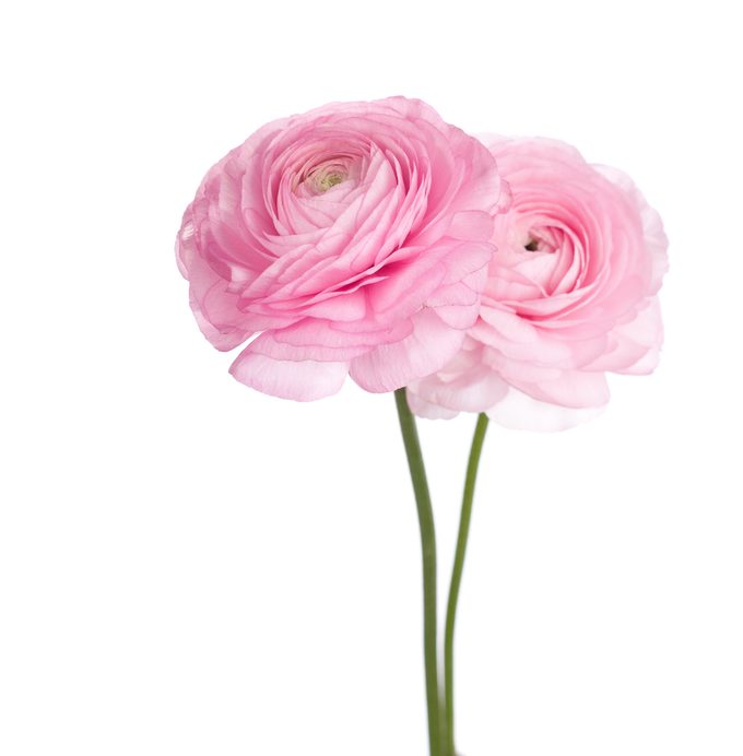Two Light Pink Persian Buttercup Flowers, flowers for a cutting garden